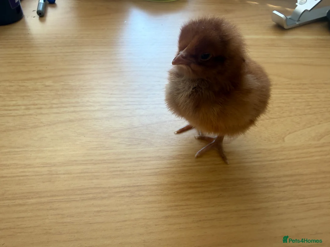 Chickens poultry for sale: Day old Buff and Gold Laced Orpington chicks  - Advert 4