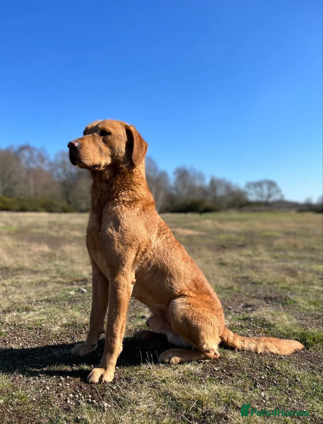 Labrador Retriever dogs for stud: Extensively Health Tested KC Working Lab Stud in York - Advert 11