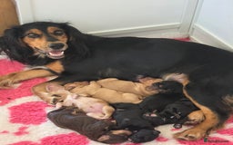 Cocker Spaniel dogs for sale: Working Cocker Spaniel Puppies - Image 20