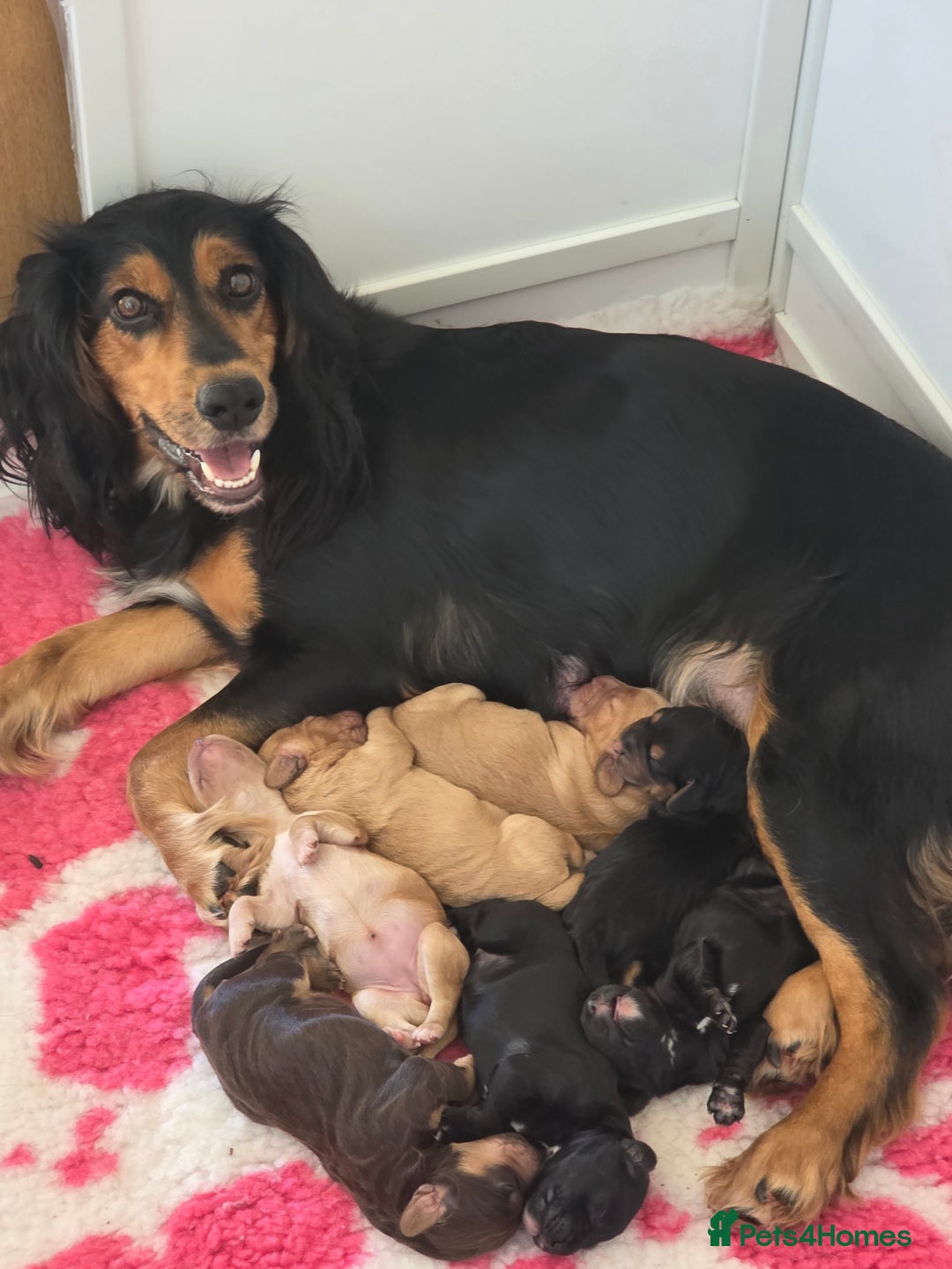 Cocker Spaniel dogs for sale: Working Cocker Spaniel Puppies - Image 20