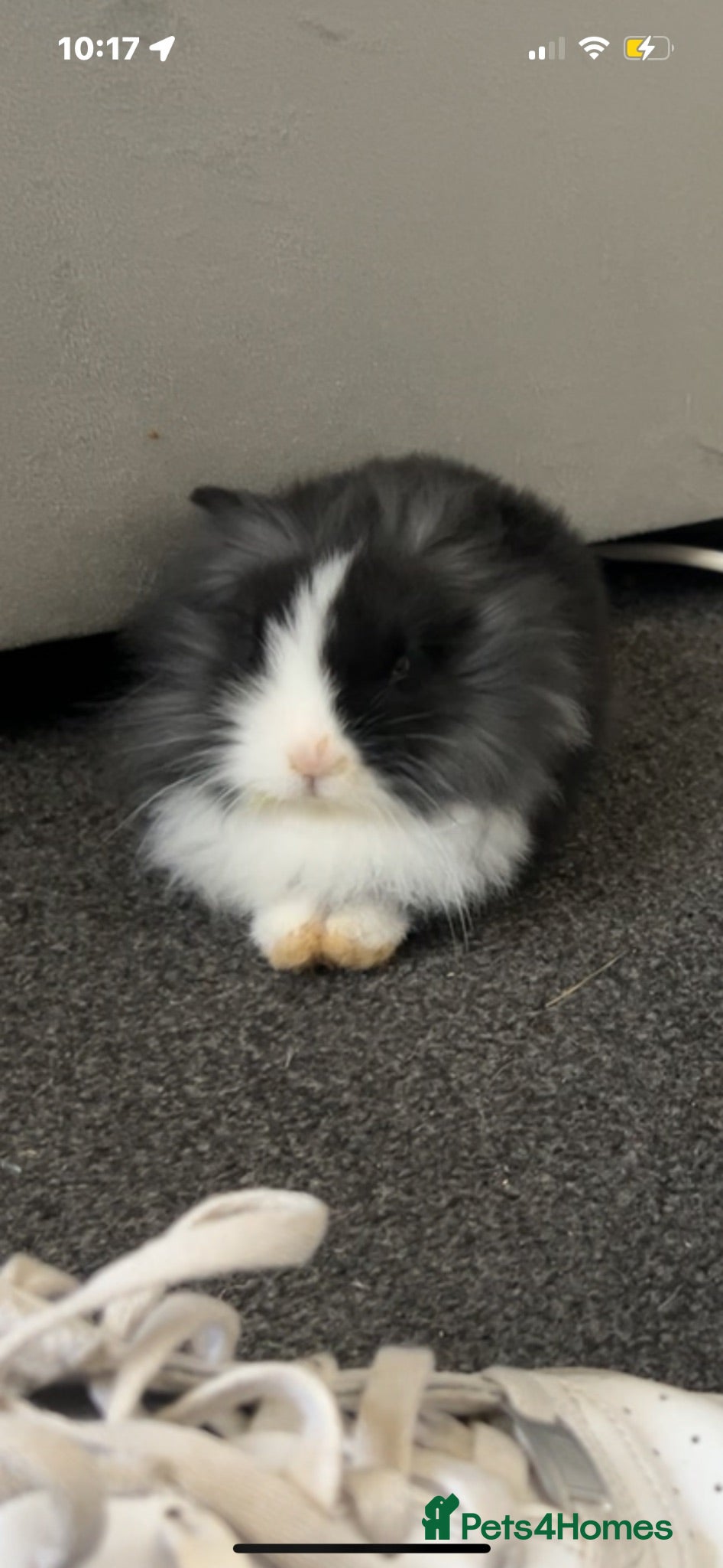 Mixed Breed rabbits Two lovely Free roam Girl rabbits very friendly  - Advert 2