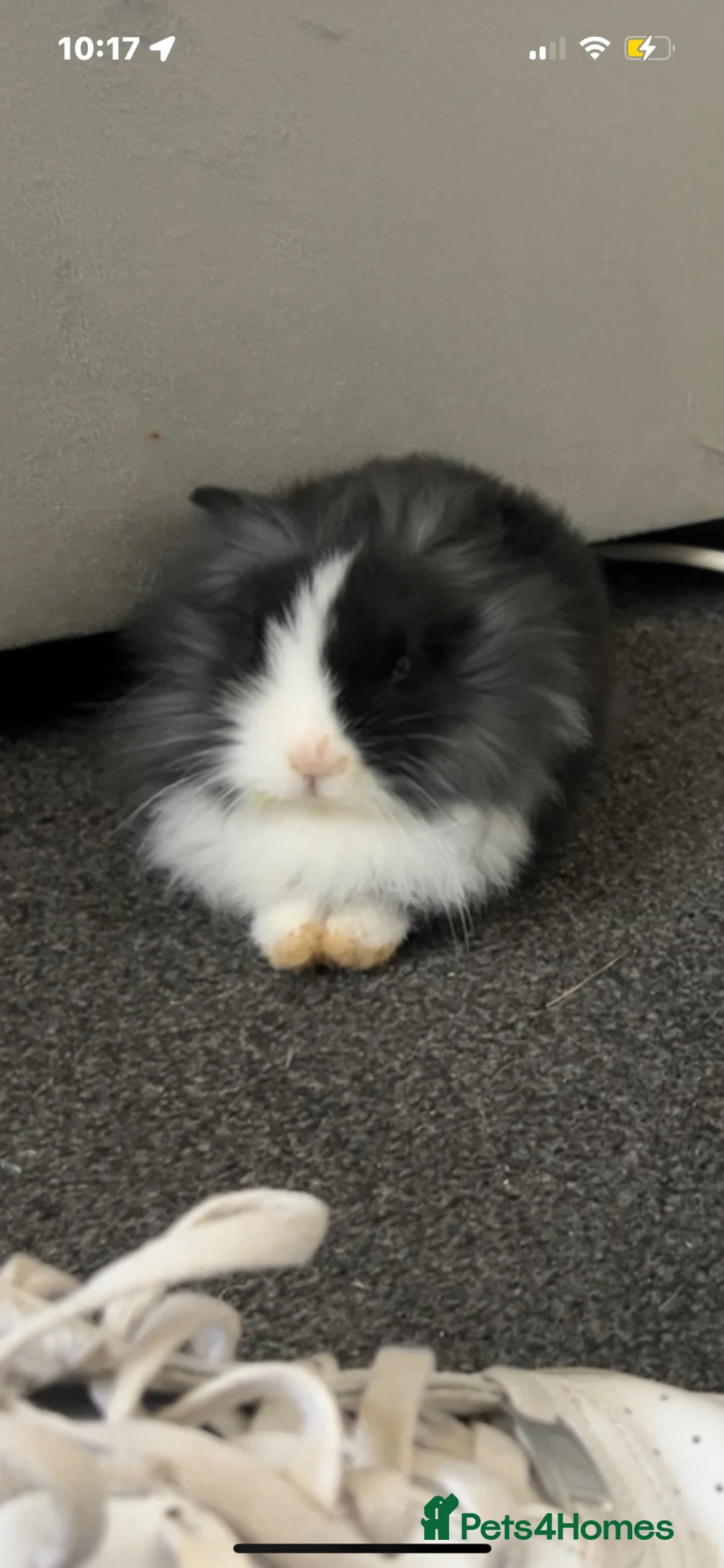 Mixed Breed rabbits for sale: Two lovely Free roam Girl rabbits very friendly  - Advert 2