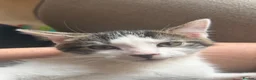 Domestic Shorthair cats for sale: Gorgeous Male Kitten in Bristol - Advert 4