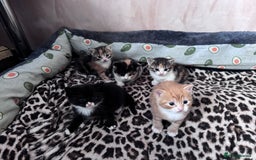 Bengal cats for sale: Beautifull kittens for sale - Image 4