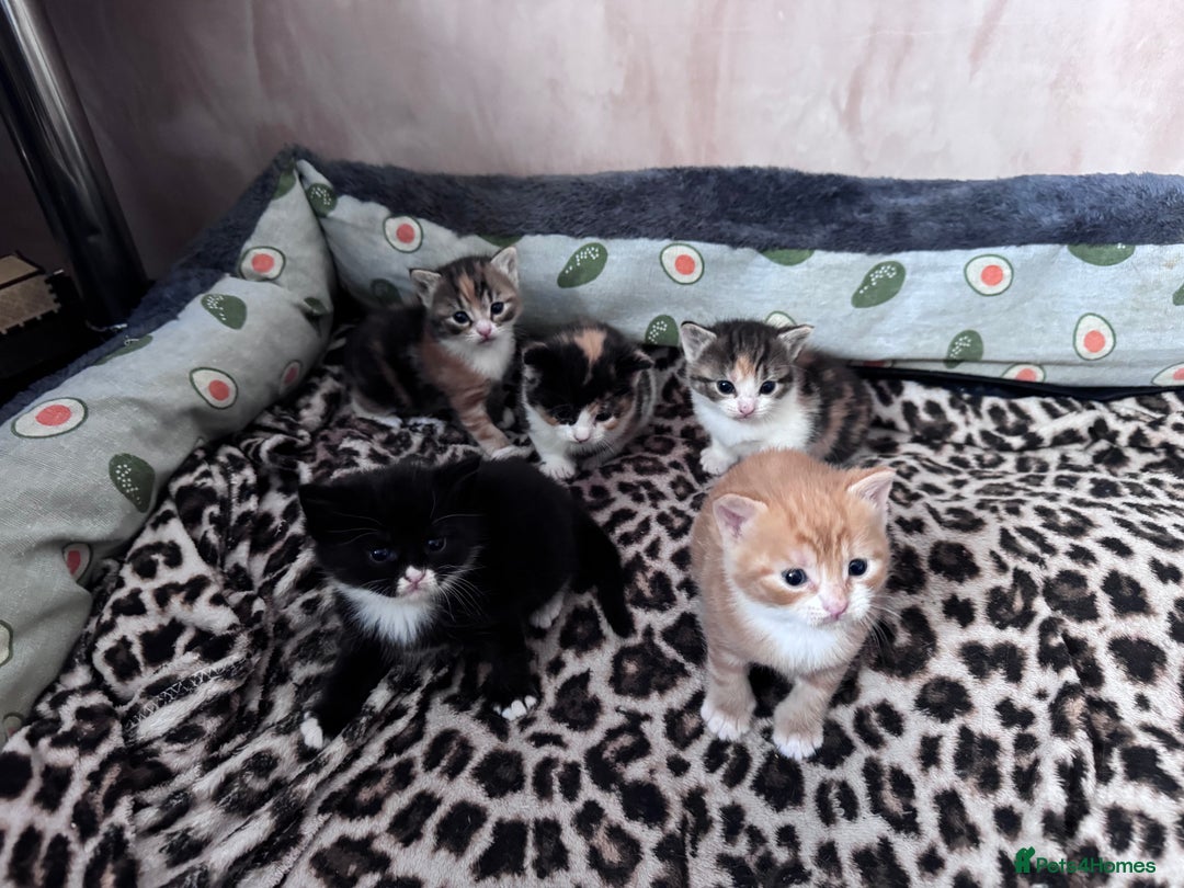 Bengal cats for sale: Beautifull kittens for sale - Image 4