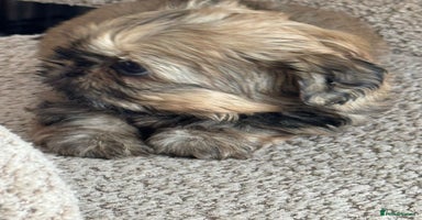 Shih Tzu dogs - Advert 2