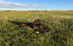 German Shepherd dogs for sale: 15 week old female German Sheppard  - Image 12
