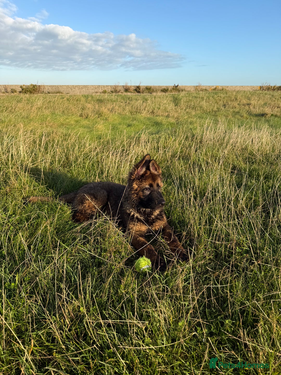 German Shepherd dogs for sale: 15 week old female German Sheppard  - Image 12