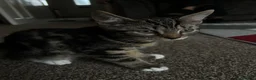 Domestic Shorthair cats for sale: 3 kittens  in Slough - Advert 11