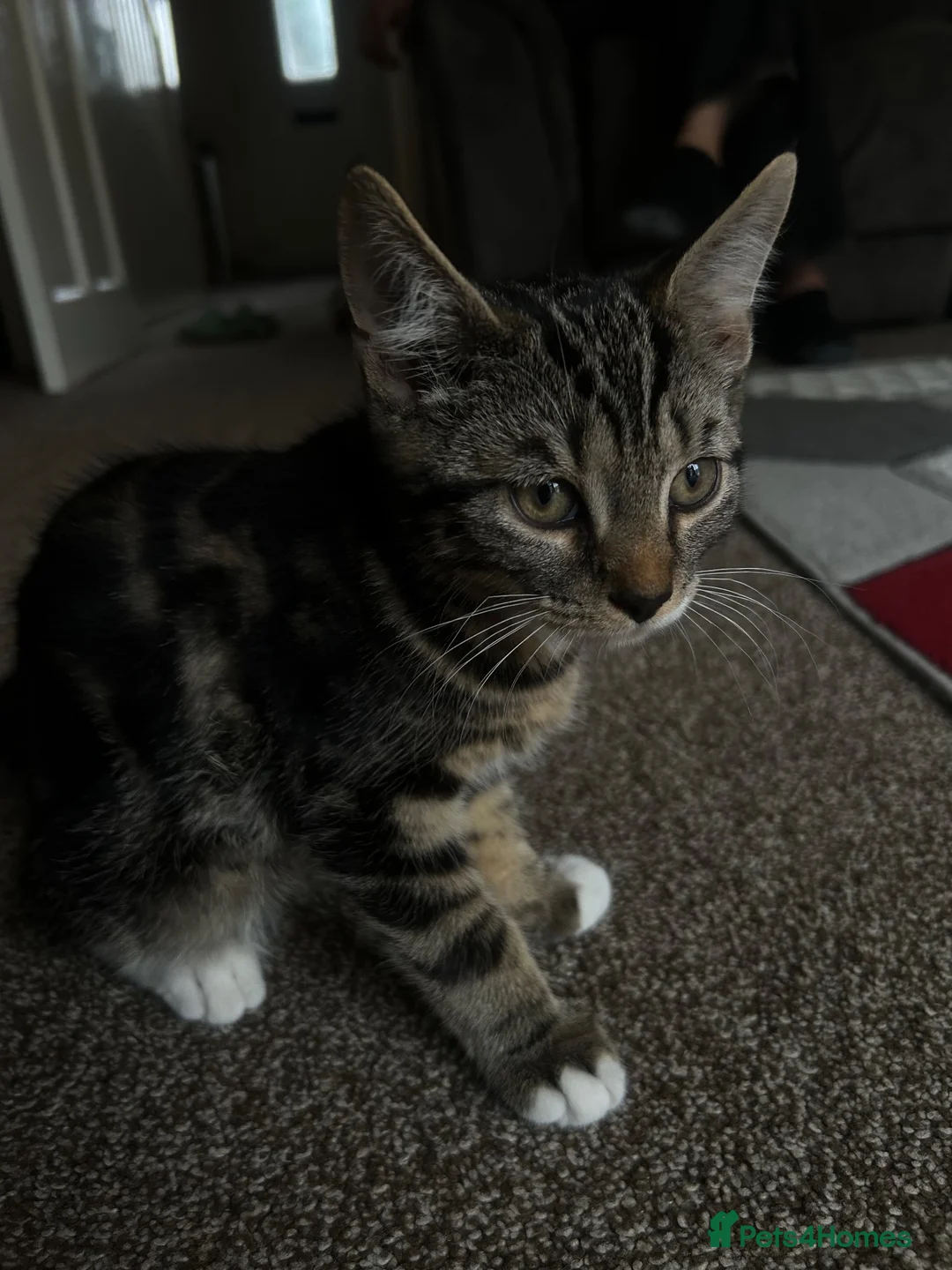 Domestic Shorthair cats for sale: 3 kittens  in Slough - Advert 11