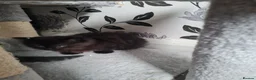 Mixed Breed cats for sale: For sale £80 in Wigan - Advert 3