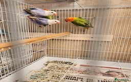 Lovebirds birds for sale:  PIED OPALINE AND GREEN OPA FOR SALE - Image 6