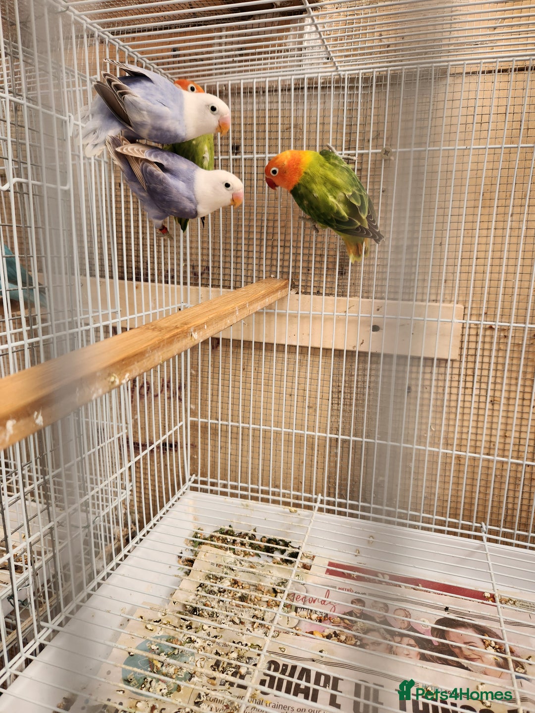 Lovebirds birds for sale:  PIED OPALINE AND GREEN OPA FOR SALE - Image 6