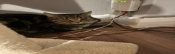 Mixed Breed cats for sale: 2 x 1 year old cats - Advert 2