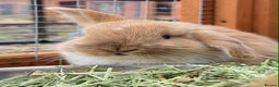 Mixed Breed rabbits for sale: *All Rabbits Pending Sale* - Advert 15