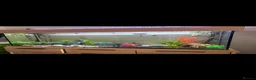 Tetras fish for sale: Fish tank/ aquarium set up in Shrewsbury - Advert 3