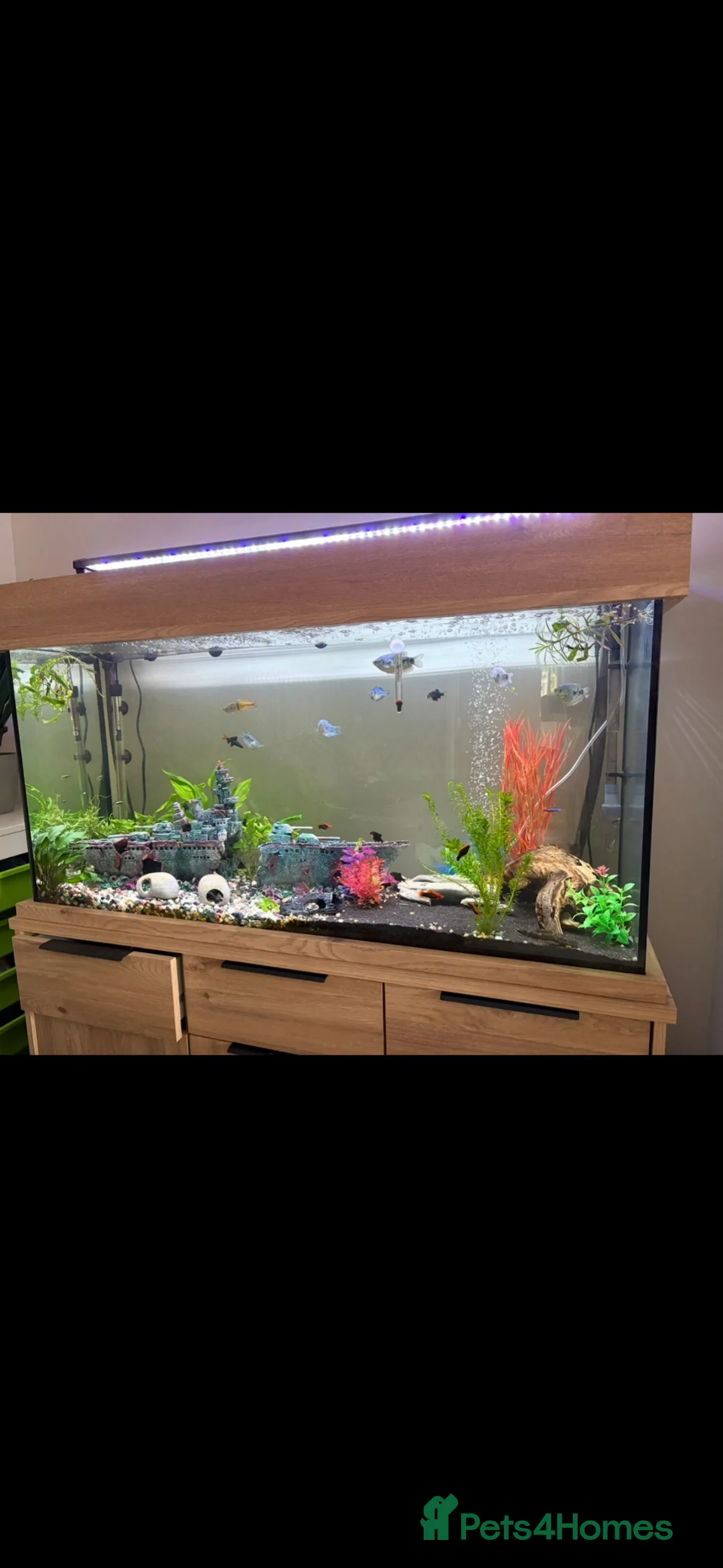 Tetras fish for sale: Fish tank/ aquarium set up in Shrewsbury - Advert 3