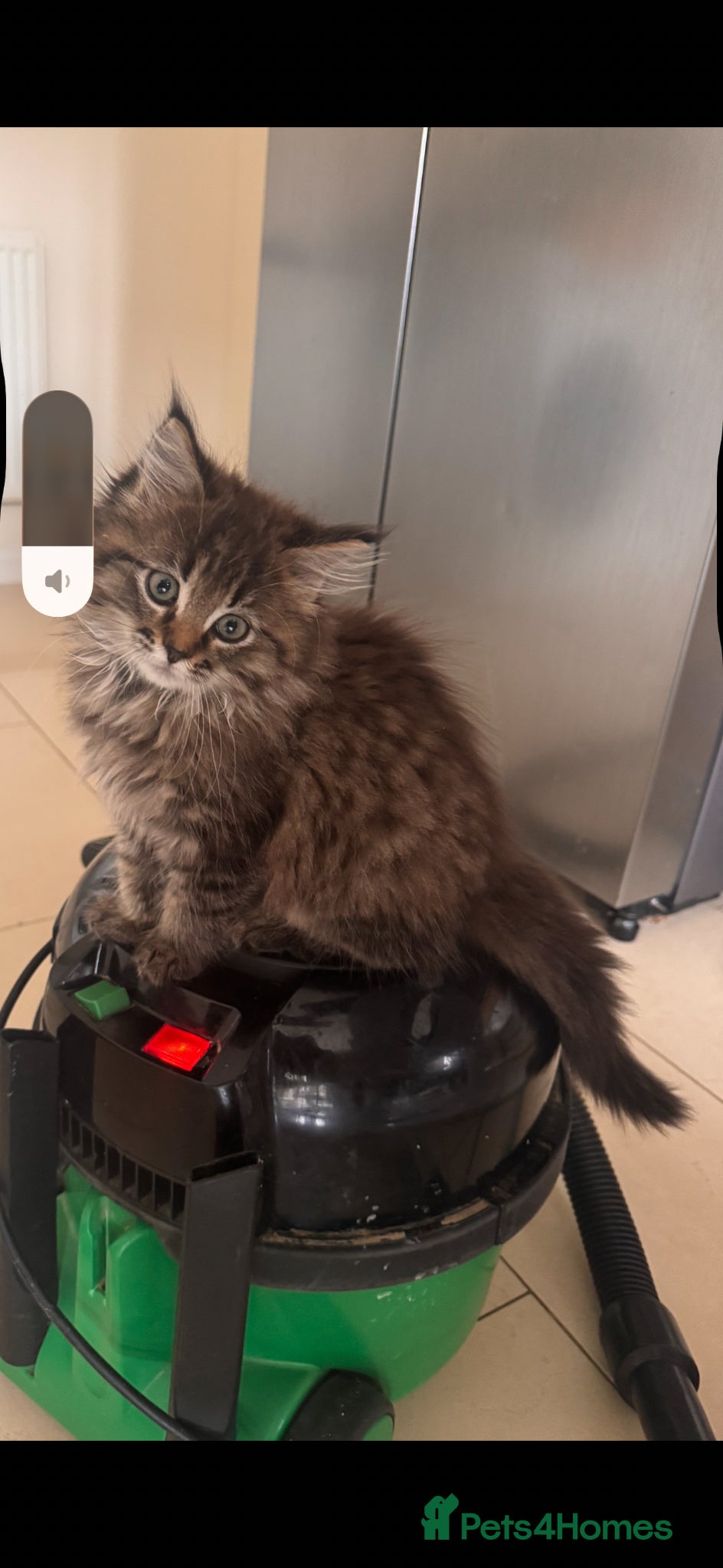 Mixed Breed cats Rare mackerel Maine coon x Ragdoll GCCF reg parent - Advert 1