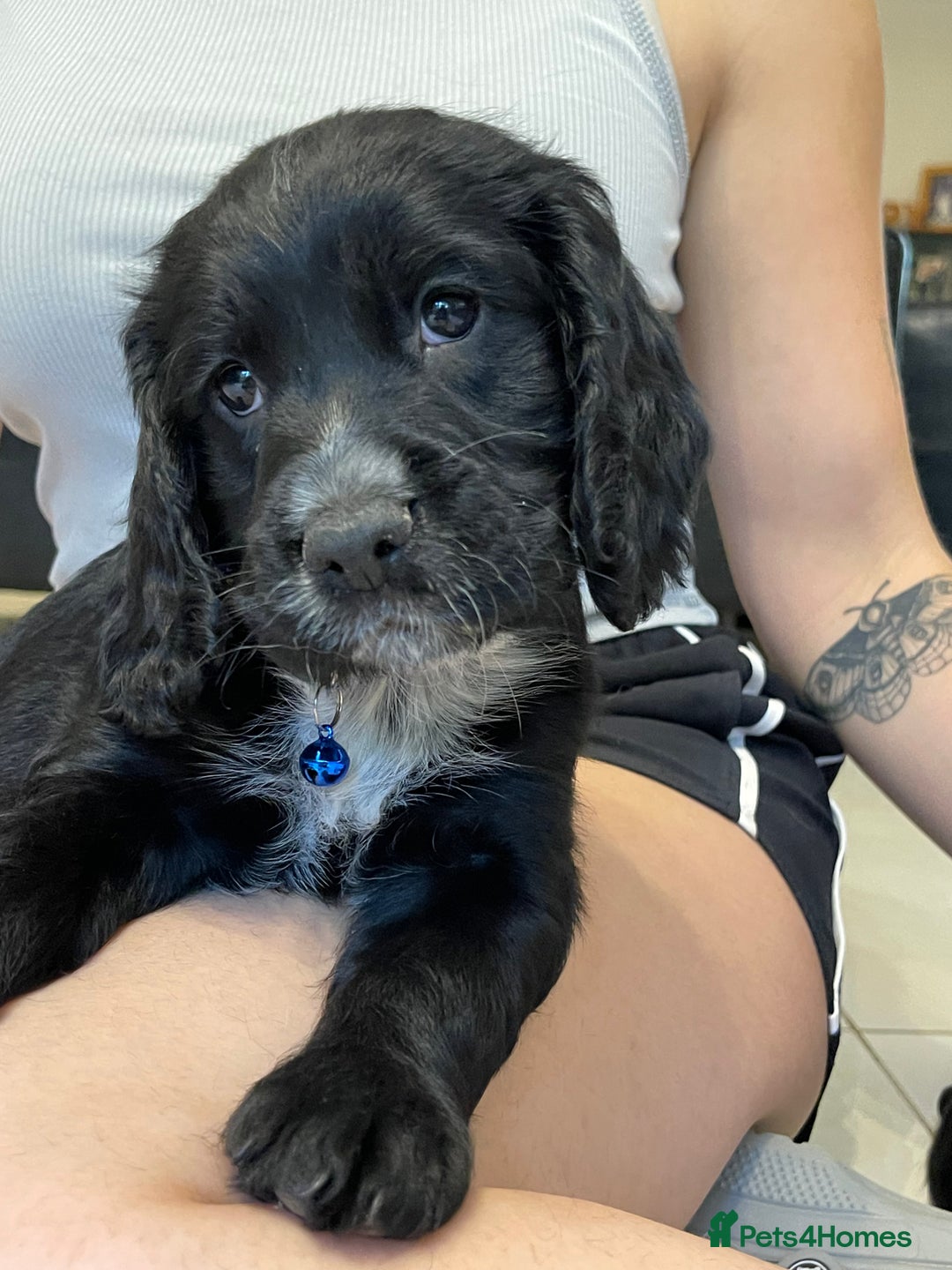 Sprocker dogs for sale: Beautiful Sprocker puppies HEALTH TESTED PARENTS - Image 2