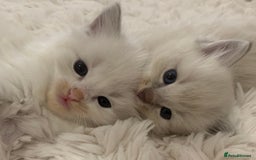 Ragdoll cats for sale: Ragdoll Kittens Male & Female - Image 18