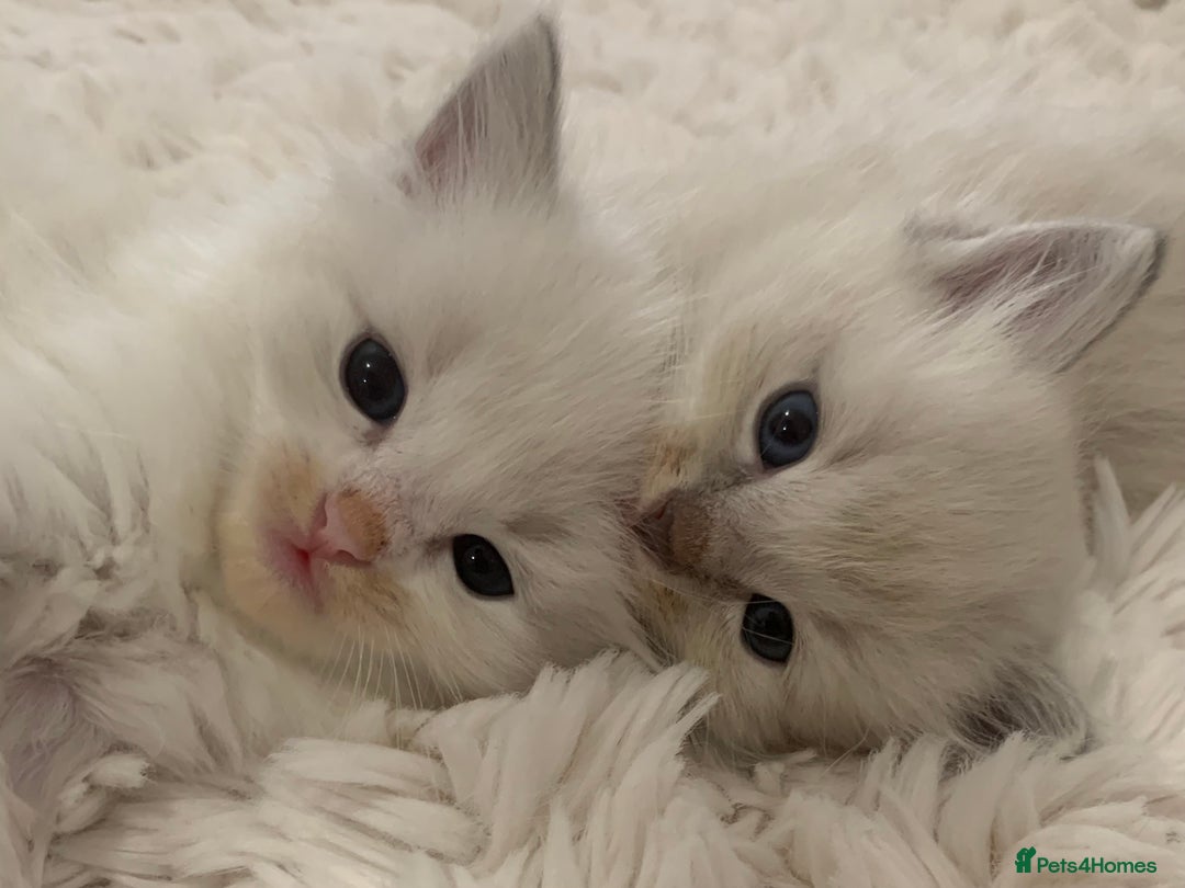 Ragdoll cats for sale: Ragdoll Kittens Male & Female - Image 18