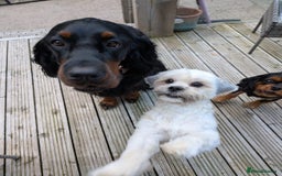 Lhasa Apso dogs for sale: Lhasa Apso 10 months old female - Image 4