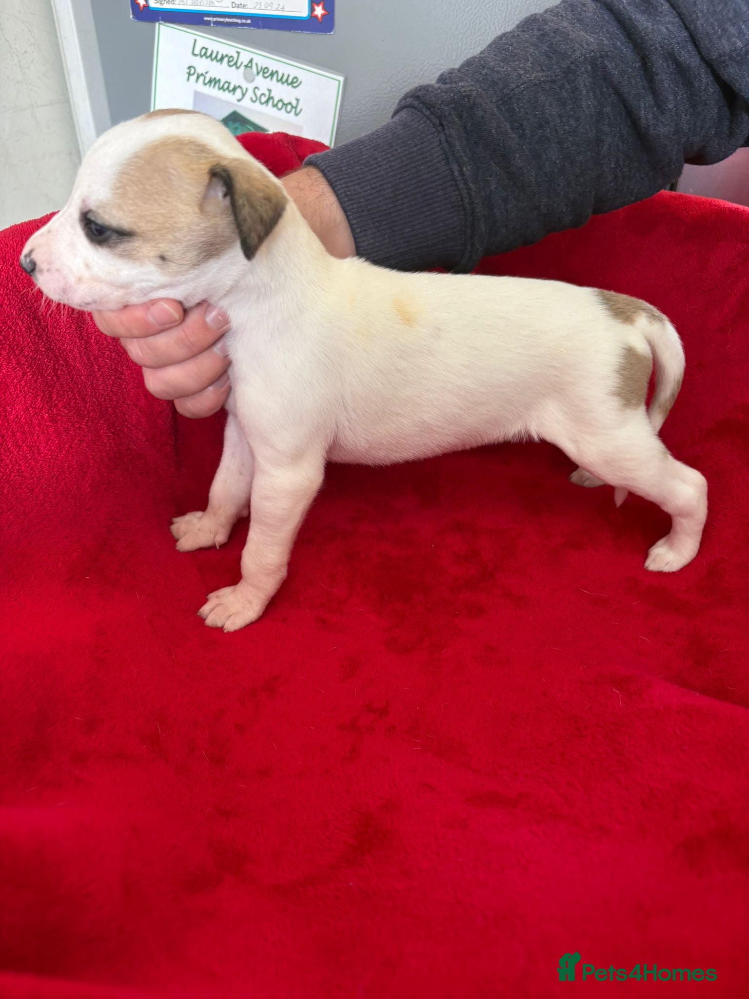 Mixed Breed dogs for sale: Saluki whippet greyhound - Advert 2