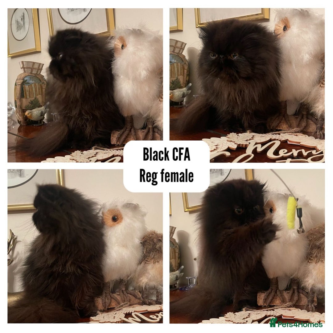 Persian cats for sale: Stunning Persians 2 CFA reg + 3 others - Advert 7