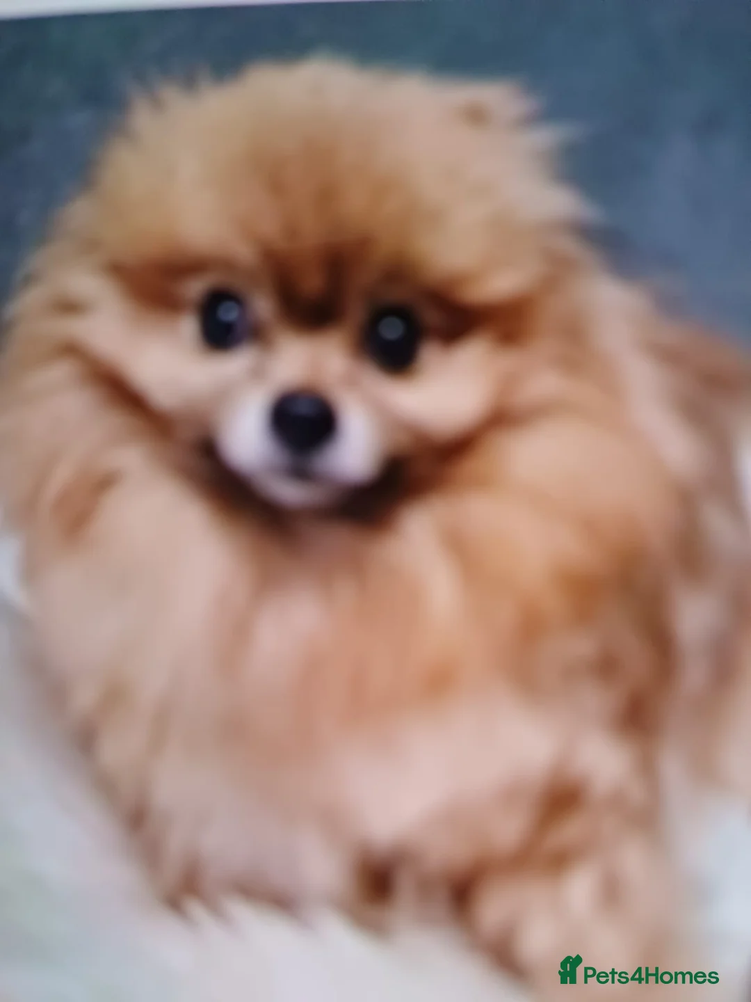 Maltipom dogs for sale: Female maltipom  - Advert 4