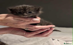 Maine Coon cats for sale: Maine Coon crossed Ragdoll kittens - Image 10