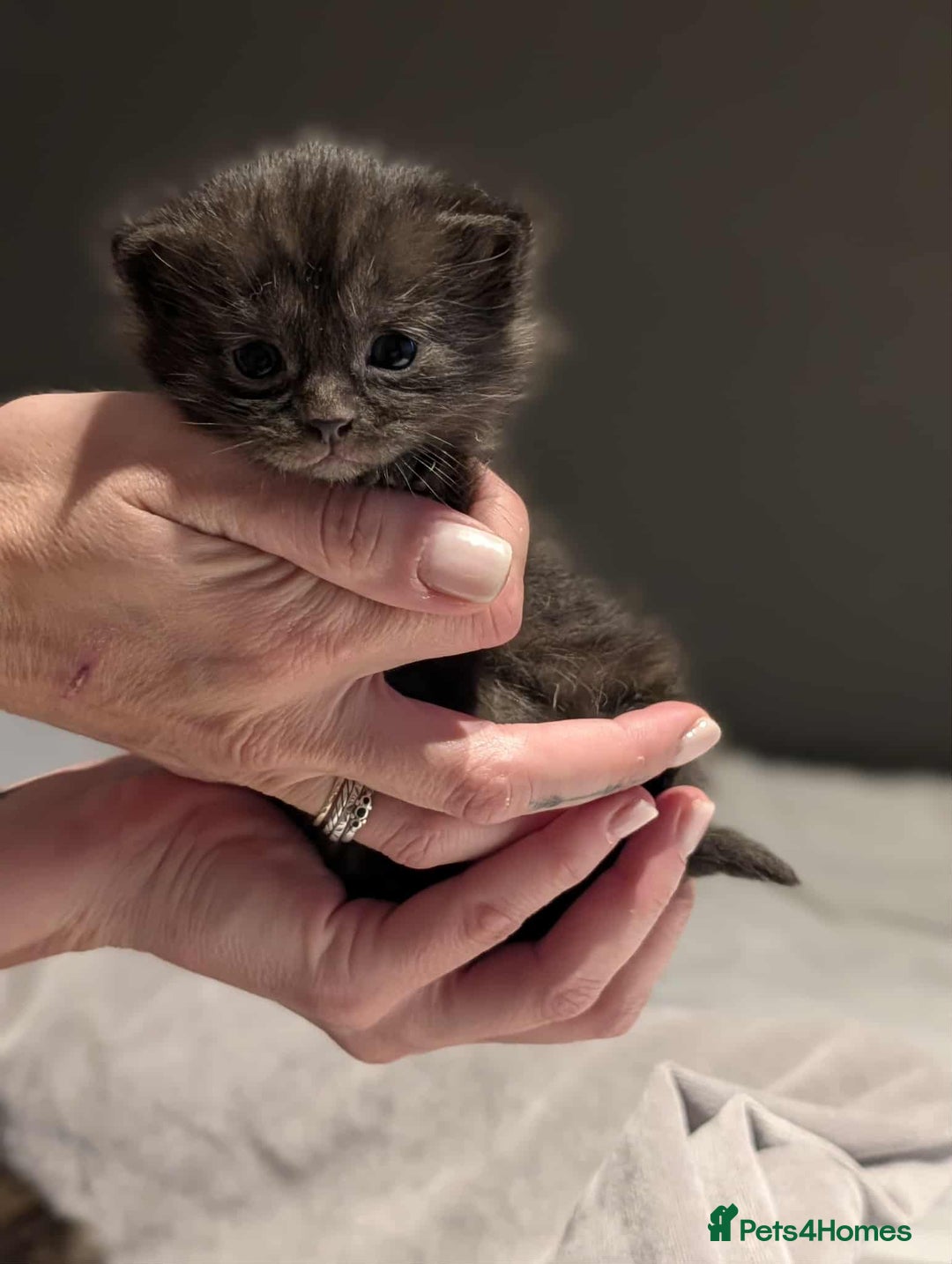 Maine Coon cats for sale: Maine Coon crossed Ragdoll kittens - Image 10
