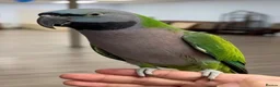 Parrots birds for sale: Baby Derbyan tamed talking parrot  - Advert 3