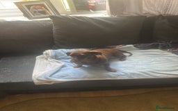 Miniature Dachshund dogs for sale: Miniature dachshunds puppies  - Image 5