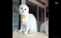 Scottish Fold cats for sale: Beautiful Scottish Straight&Fold Kittens Available - Image 5