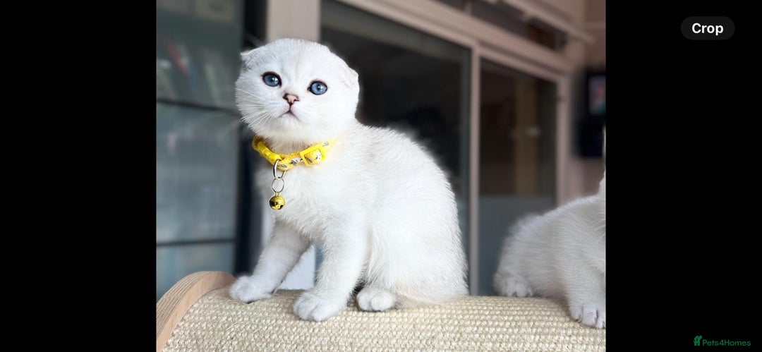 Scottish Fold cats for sale: Beautiful Scottish Straight&Fold Kittens Available - Image 5
