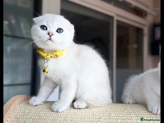 Scottish Fold cats - Advert 17