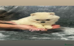 Pomeranian dogs for sale: Teddy bear optic white Pomeranians puppies - Advert 19