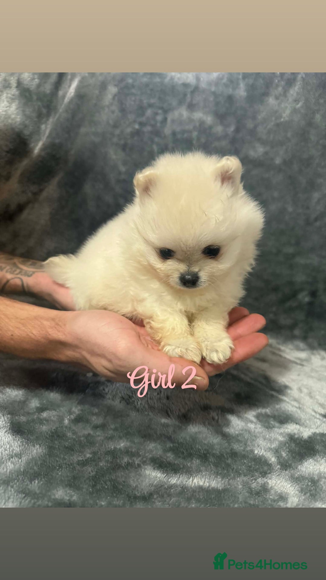 Pomeranian dogs for sale: Teddy bear optic white Pomeranians puppies - Advert 19