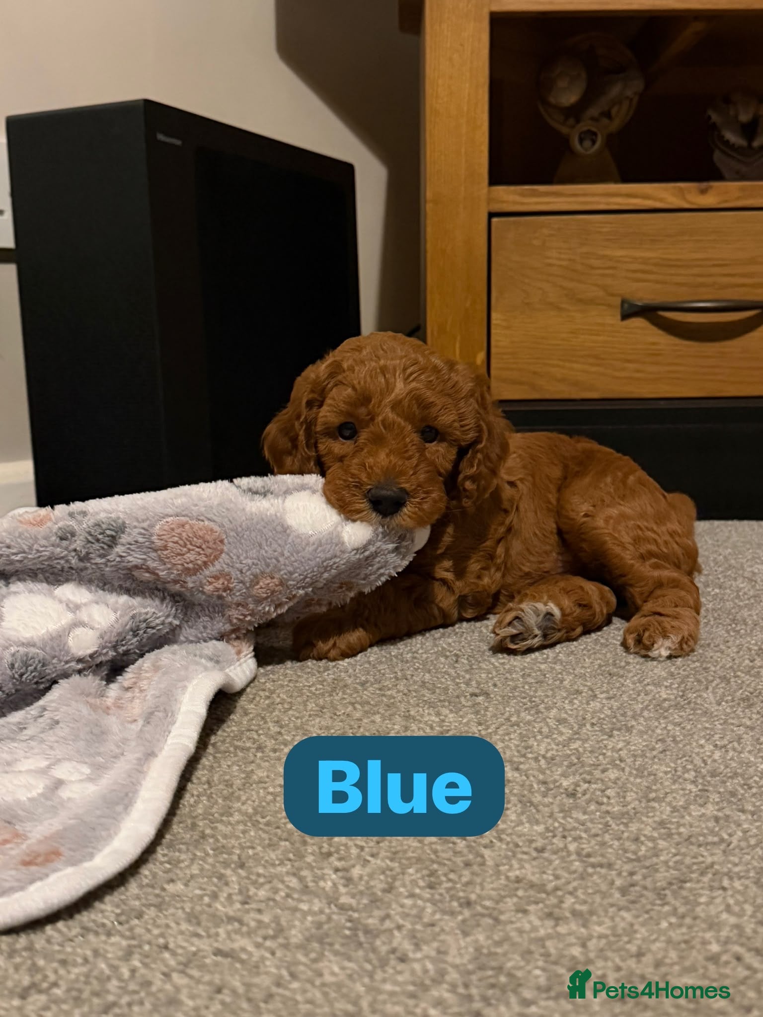 Cockapoo dogs F1b cockapoo puppies fully DNA and health tested. - Advert 3