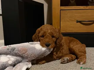 Cockapoo dogs F1b cockapoo puppies fully DNA and health tested. - Advert 3