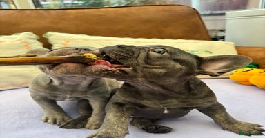 French Bulldog dogs - Advert 10