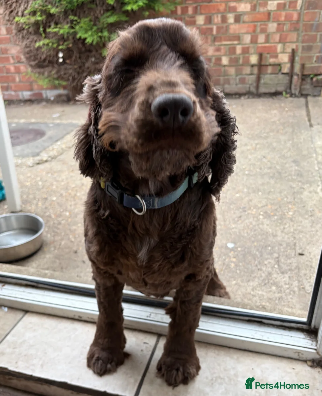 Cocker Spaniel dogs for sale: 3 year old male show cocker  - Advert 2