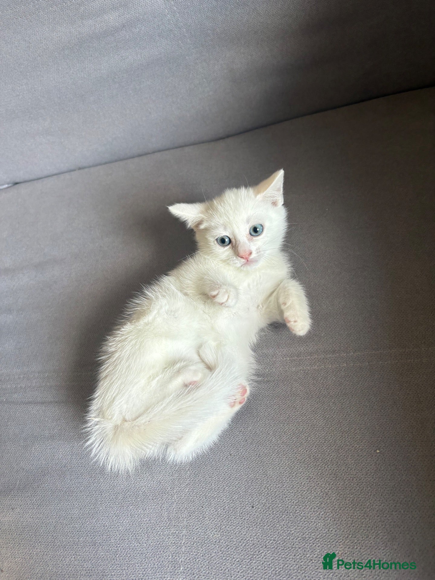 Turkish Angora cats Beautiful Turkish Angora kitten ready! - Advert 2