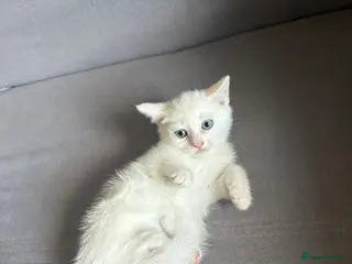 Turkish Angora cats Beautiful Turkish Angora kitten ready! - Advert 2