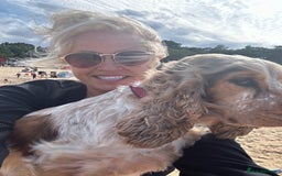 Cocker Spaniel dogs for sale: SHOW cocker spaniel puppies  - Image 10