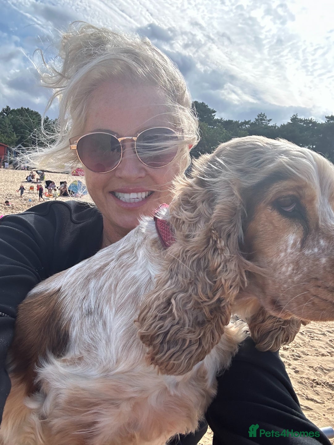 Cocker Spaniel dogs for sale: SHOW cocker spaniel puppies  - Image 10