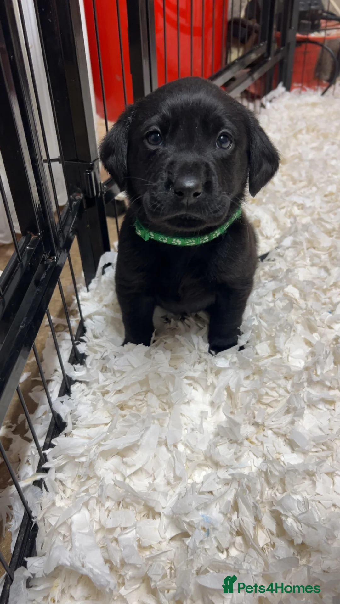 Labrador Retriever dogs for sale: Lovely KC registered Black and Chocolate pups - Advert 10