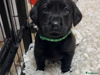 Labrador Retriever dogs Lovely KC registered Black and Chocolate pups - Advert 2