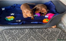 Dachshund dogs for sale: KC PRA Miniature smooth hair dachshund puppies  - Image 5
