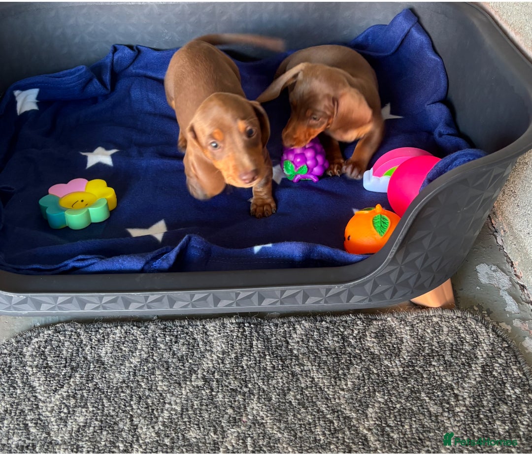 Dachshund dogs for sale: KC PRA Miniature smooth hair dachshund puppies  - Image 5